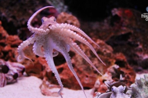 Дарк нет кракен